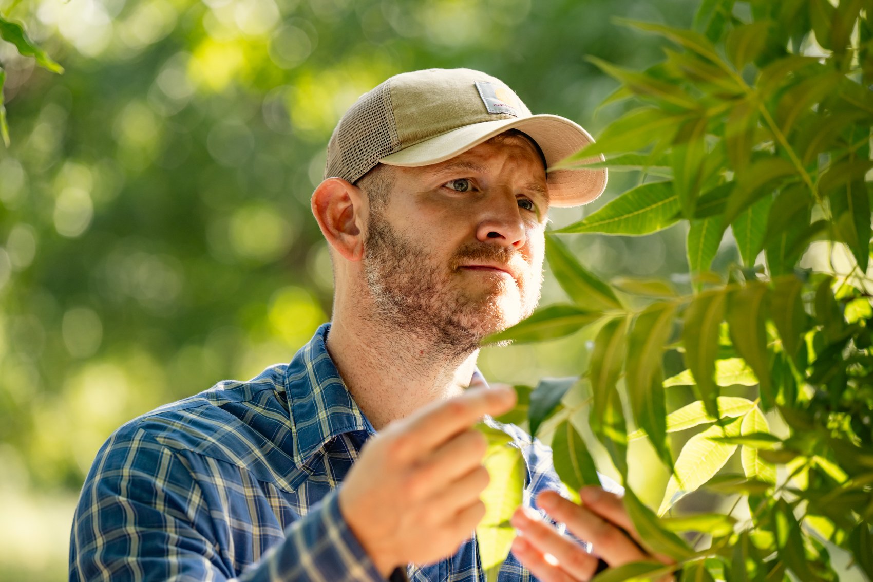 A man in a baseball cap and plaid shirt examines green leaves on a tree outdoors.
