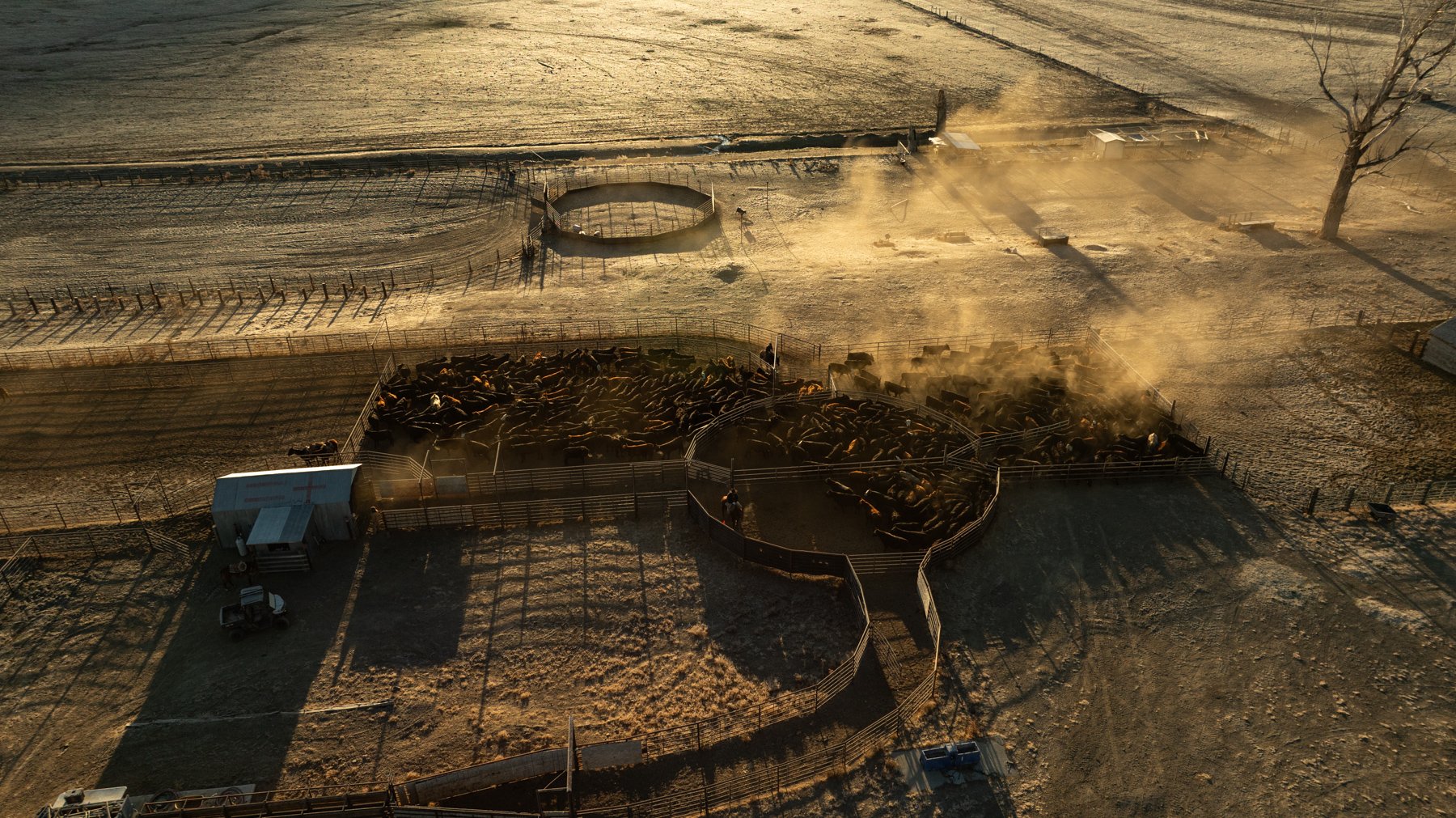 Bird's eye view of a cattle farm at sunset, showing several fenced-in areas with cows, a small building, and open land with sparse trees.