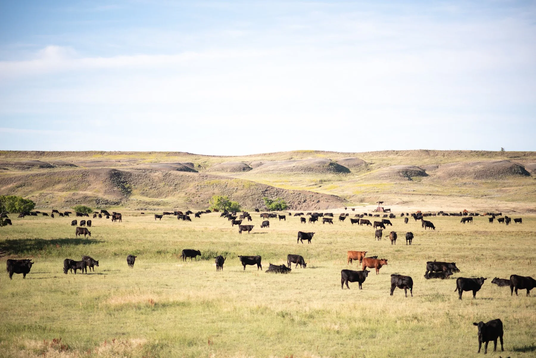 Open field with scattered black and brown cows grazing, rolling hills in the background, and a partly cloudy sky.