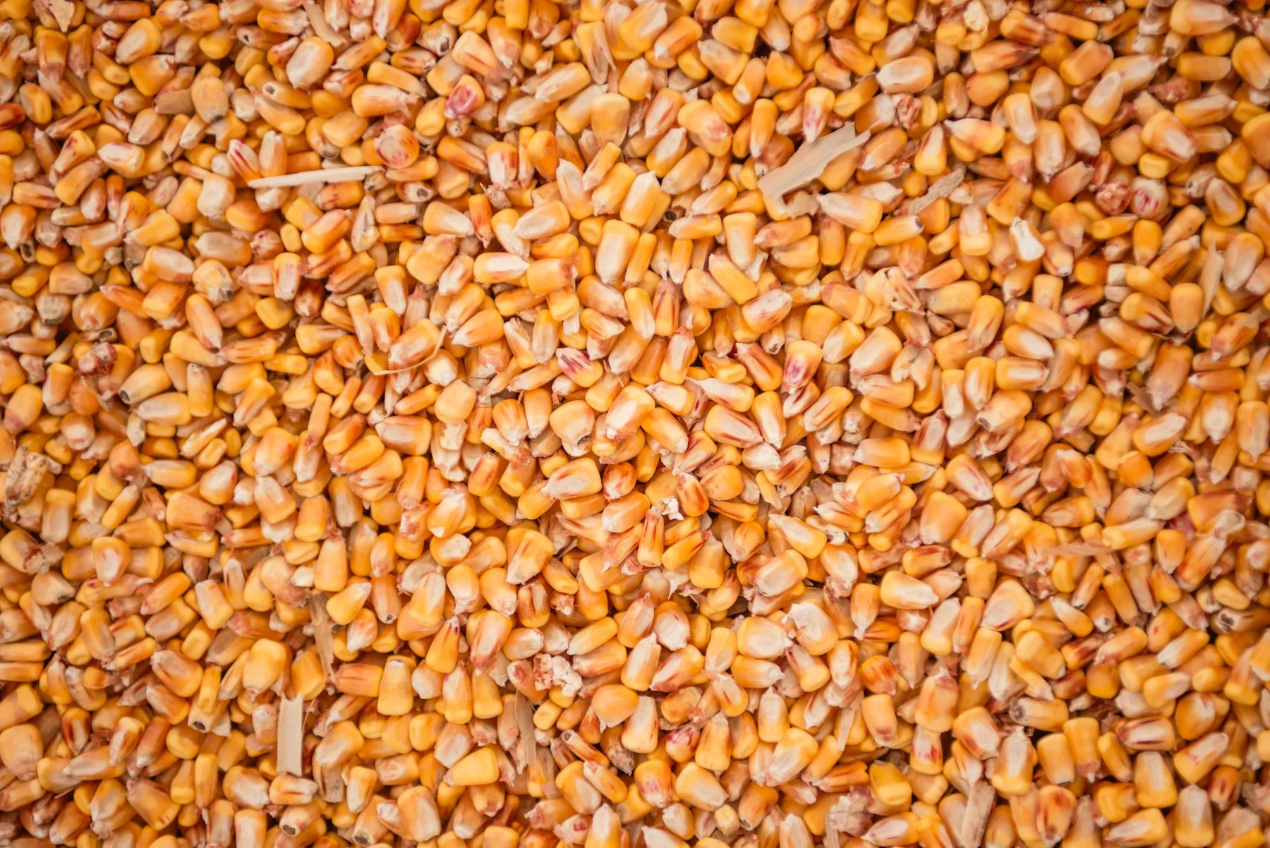 Close-up of yellow and orange dried corn kernels.