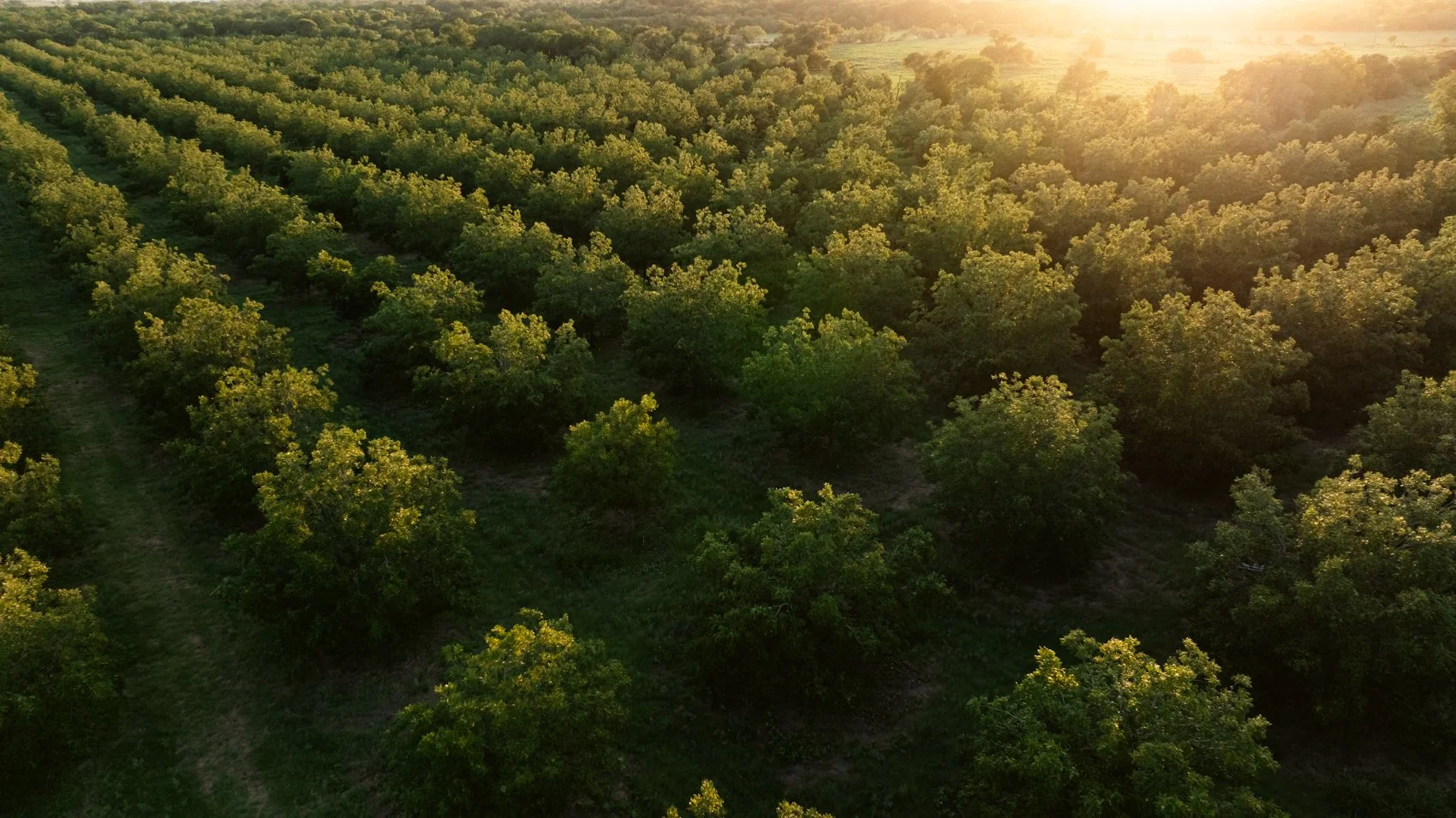 Aerial view of a lush green orchard at sunset with rows of trees under a bright sky.