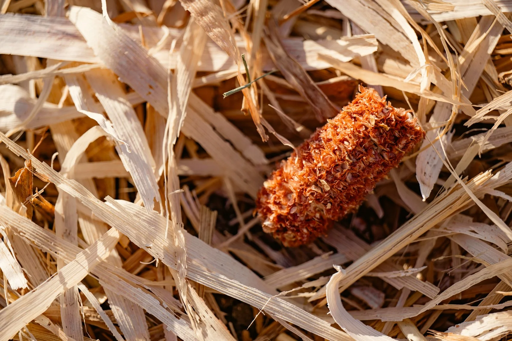 Close-up of a dried, orange-colored seed pod lying on dried grass or straw.