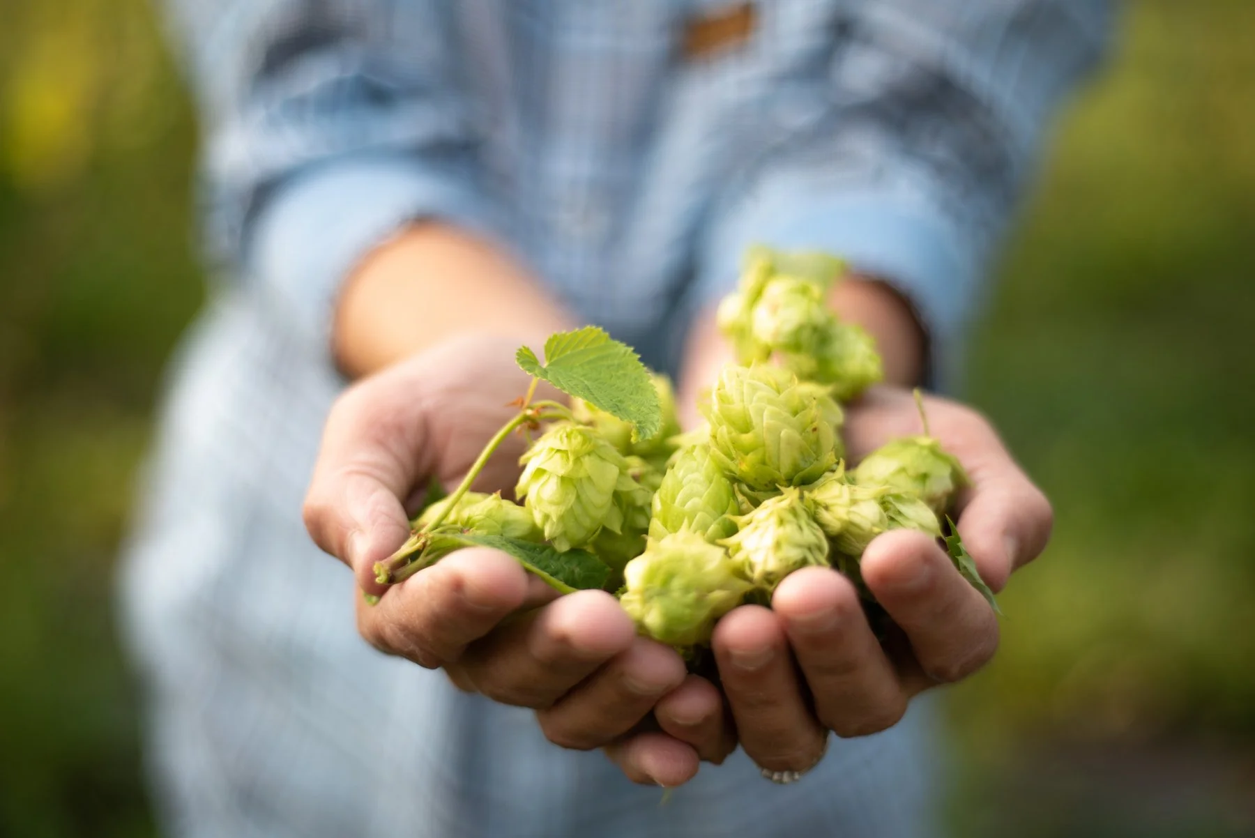 Close-up of a person's hand holding fresh green hops in an outdoor setting.