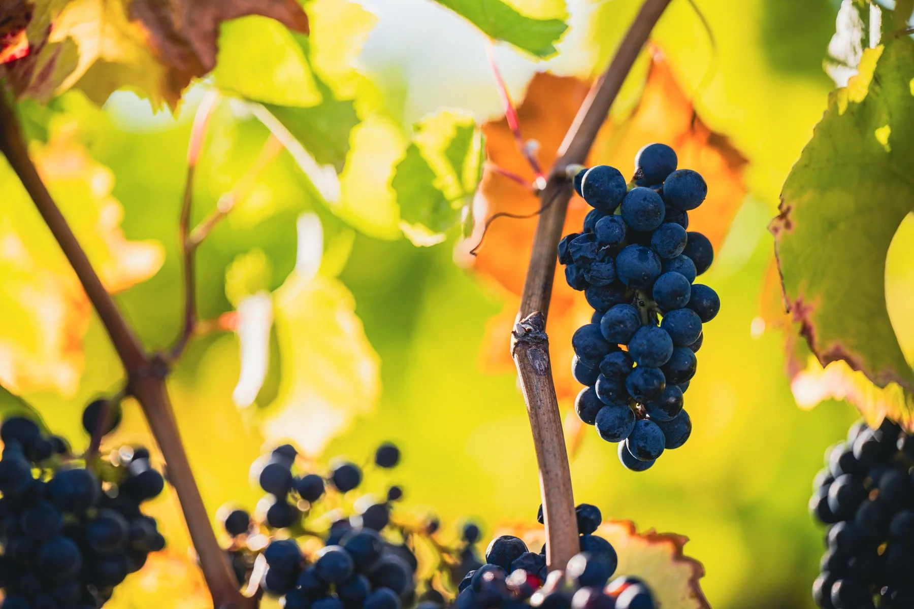 Close-up of dark purple grapes hanging on a vine with green and yellow autumn leaves in the background.