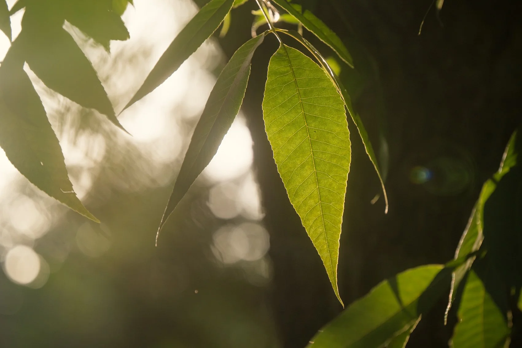 Close-up of green leaves backlit by sunlight, showing their detailed veins and edges. The background is blurred with bright spots of light.