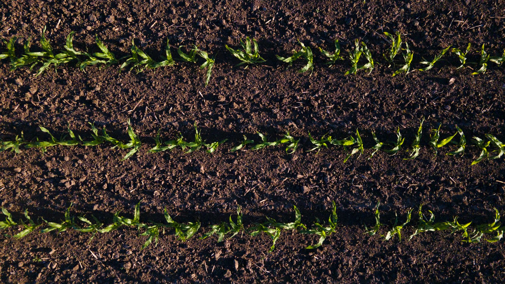 Rows of young corn plants growing in dark, tilled soil.