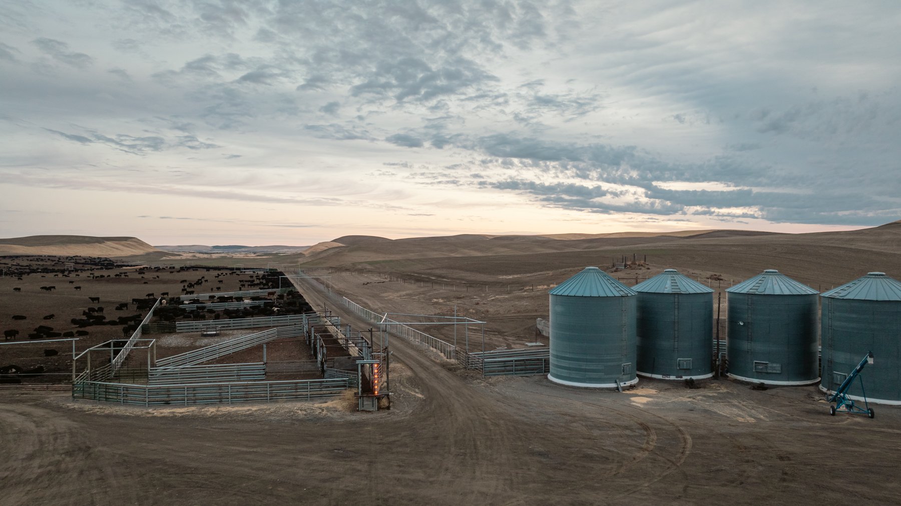 Dairy farm with four large metal silos on the right and cattle pens with cows in the background, set in a vast open landscape with rolling hills and cloudy sky.
