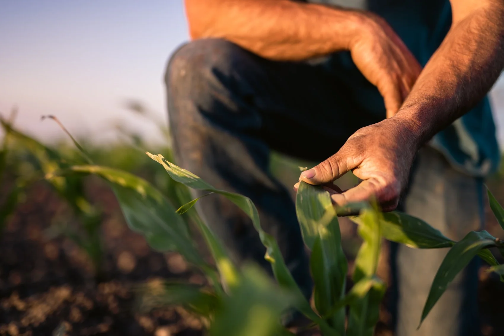 Close-up of a person crouching down and touching green corn plants in a field during sunset.