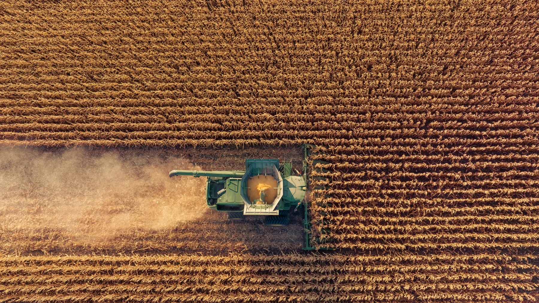 An aerial view of a green combine harvester working in a large golden wheat field, cutting and collecting the crops.