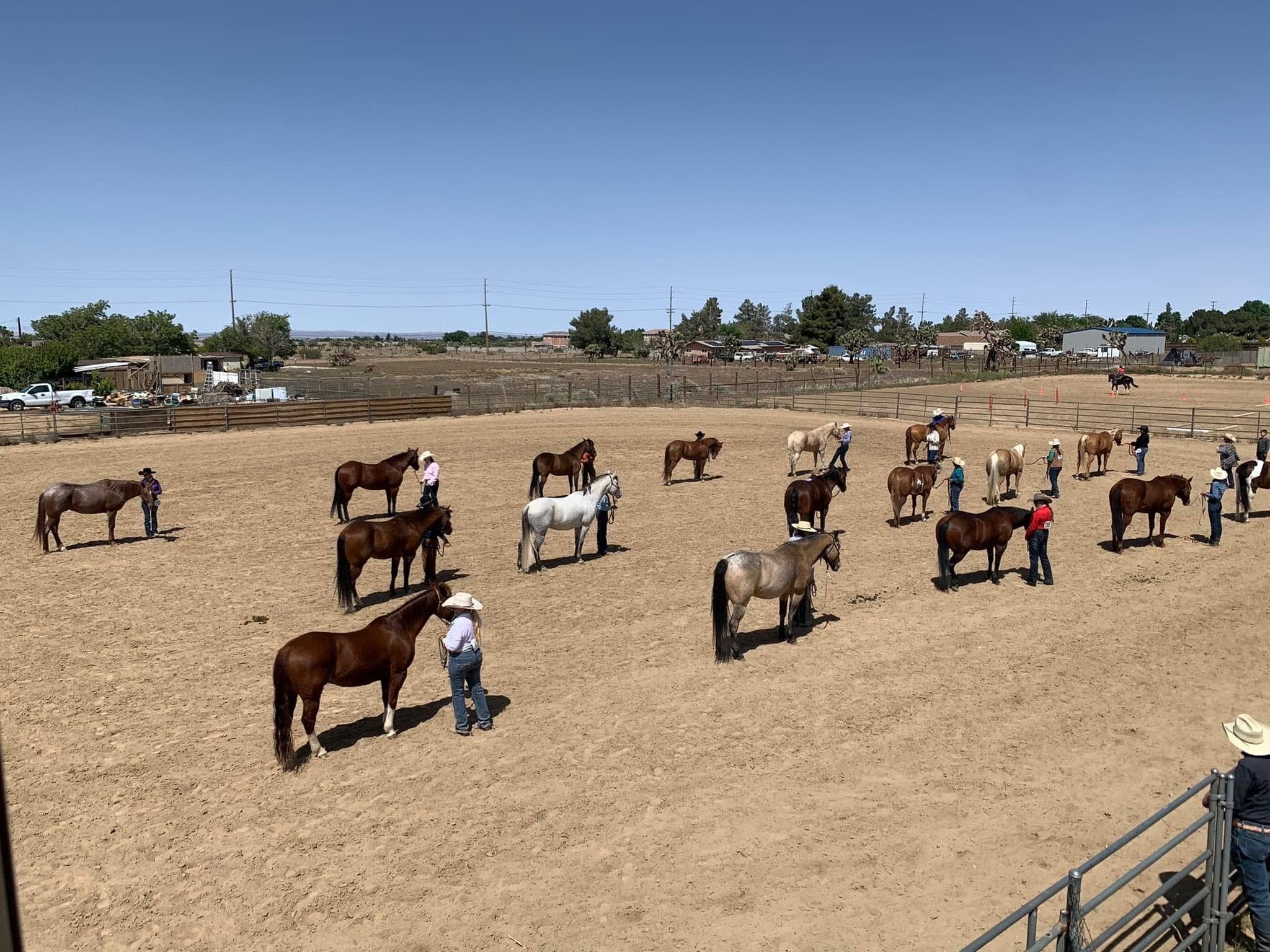 Horses