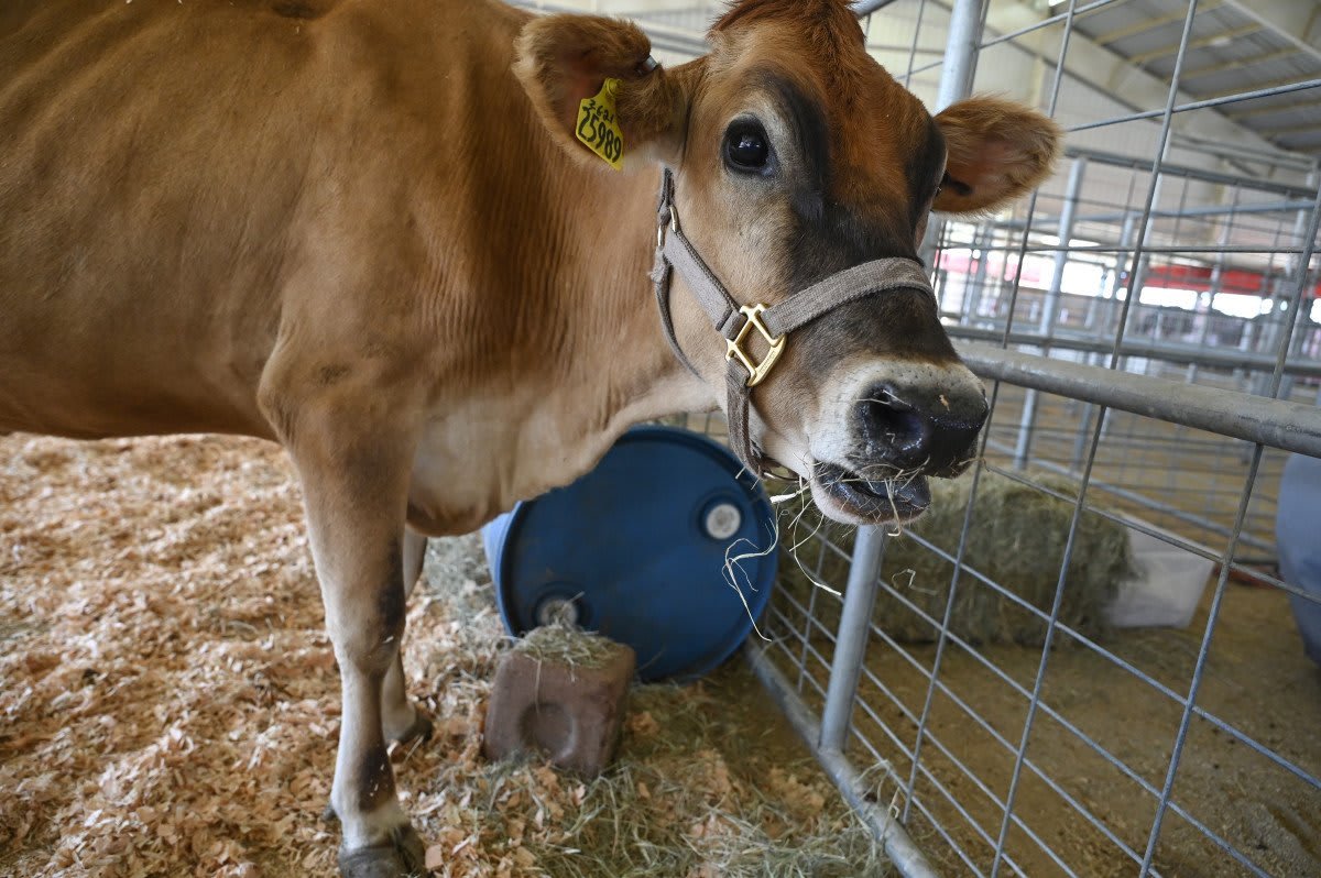 Cow