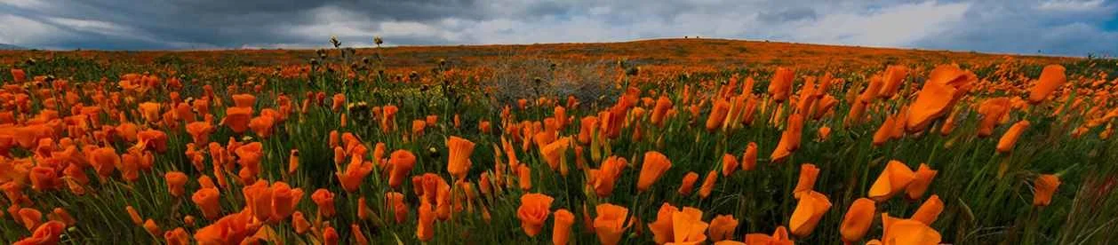 Poppies