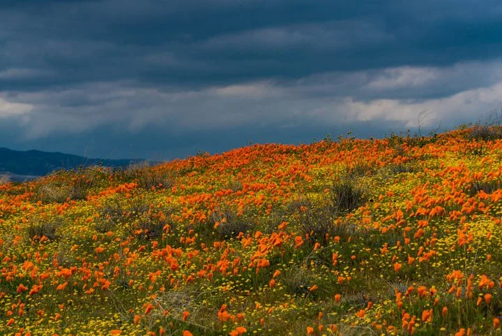 Poppies