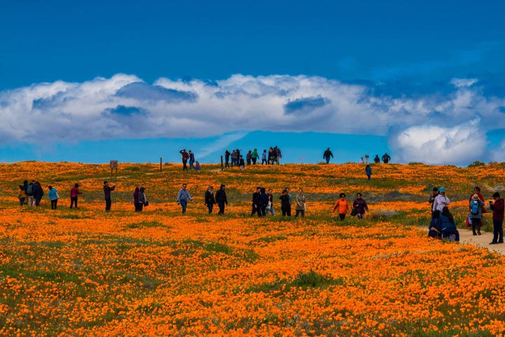 Poppies