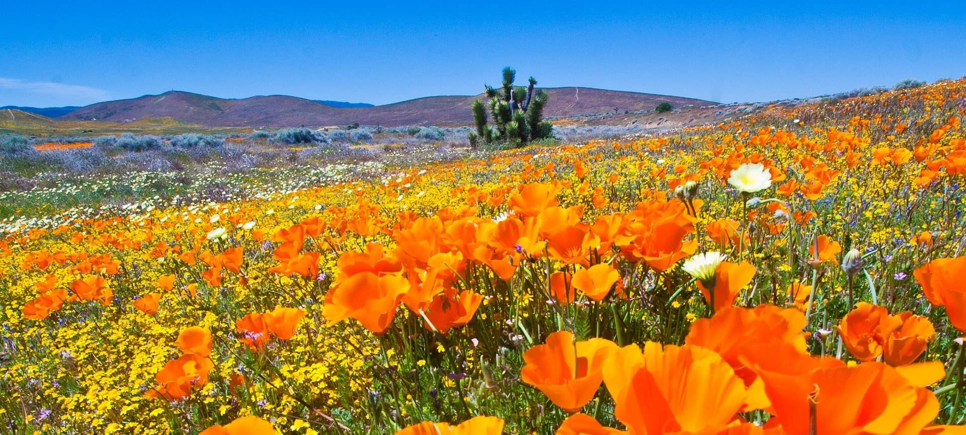 Antelope Valley Poppy Reserve