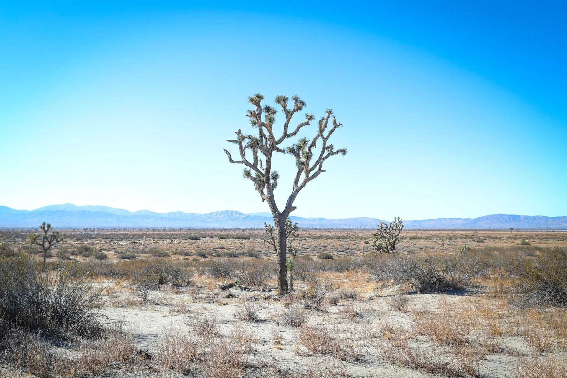 Joshua Tree