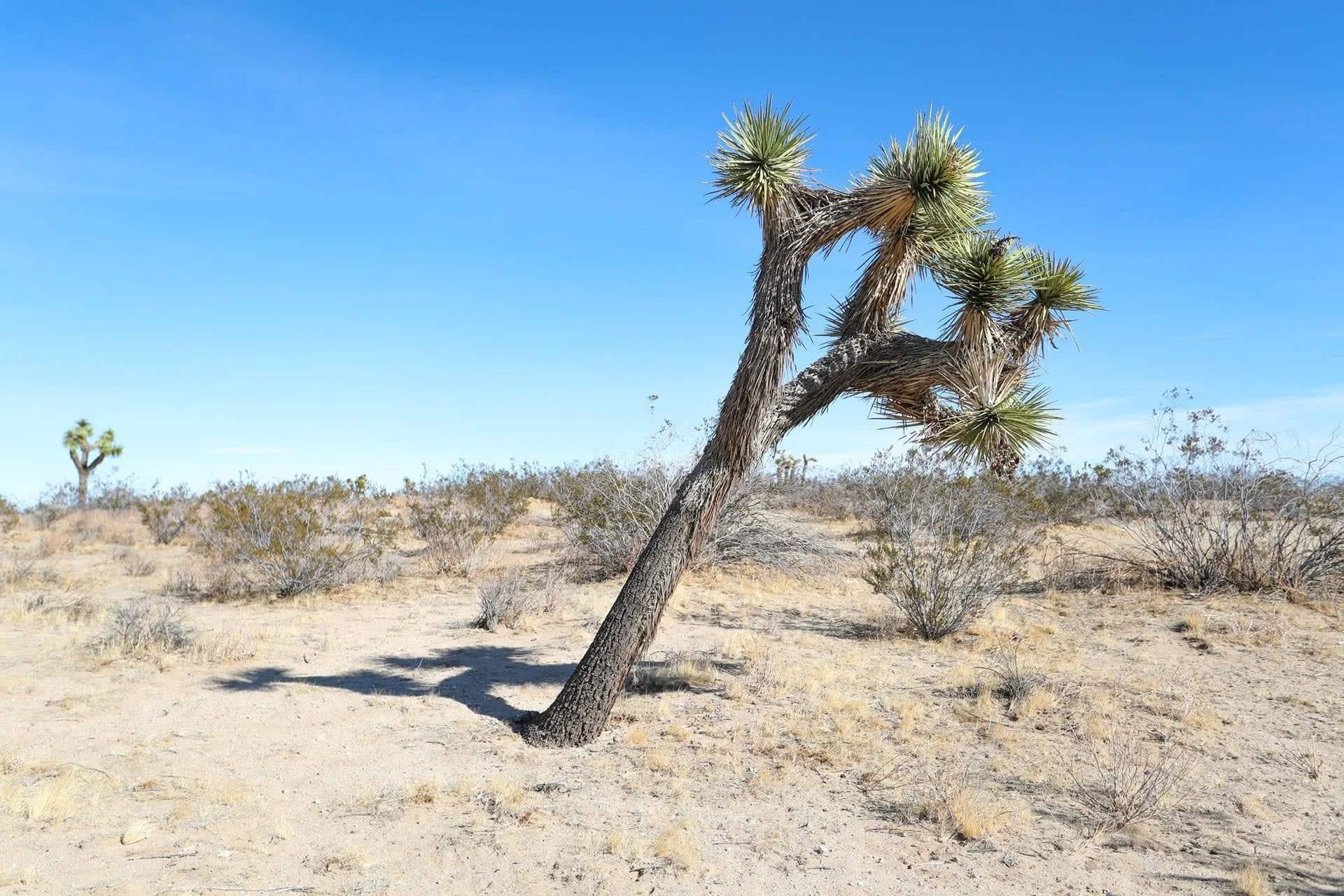 Joshua Tree