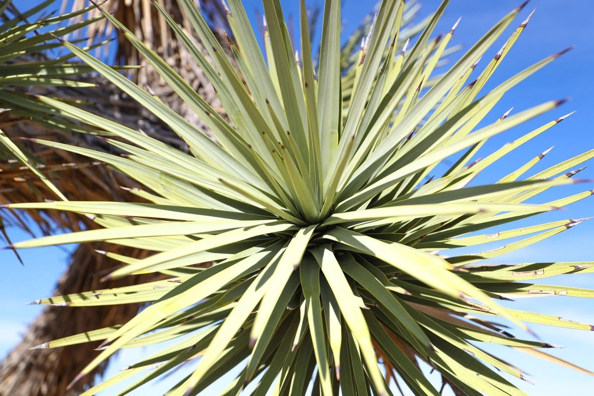 Joshua Tree