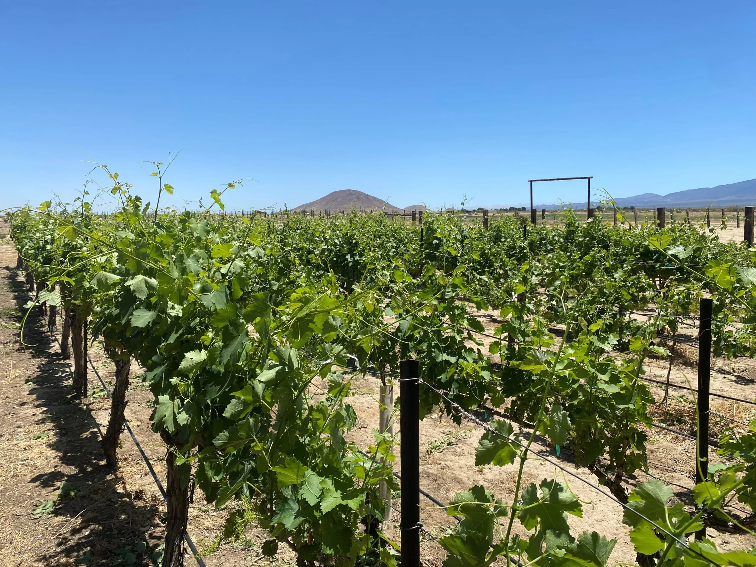 Coruce Vineyards and Winery