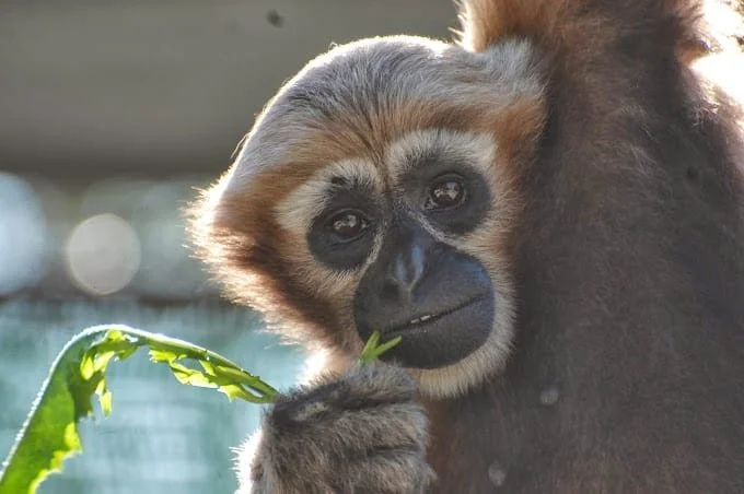Monkey