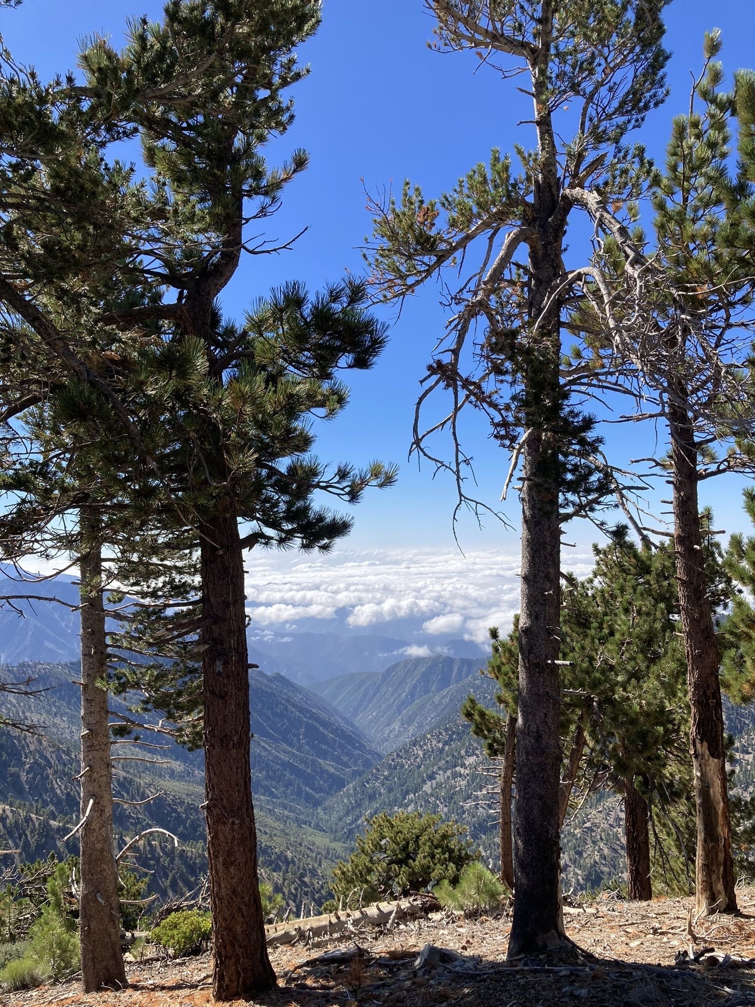 Trail View