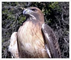 Hawk