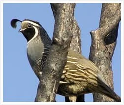 Quail