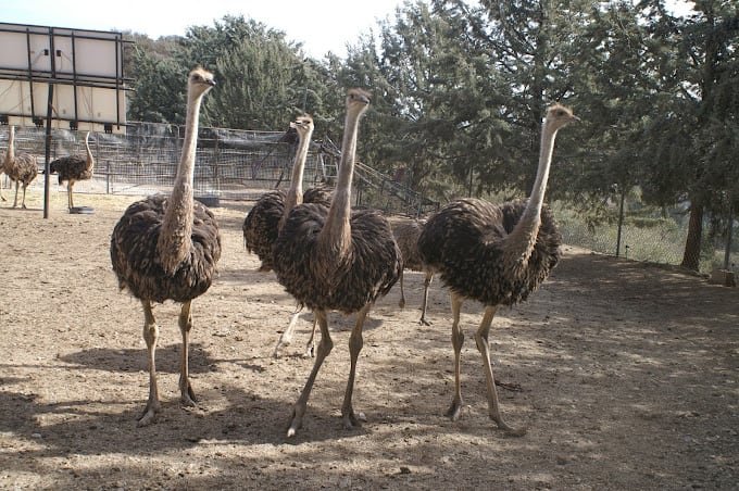 Ostrich