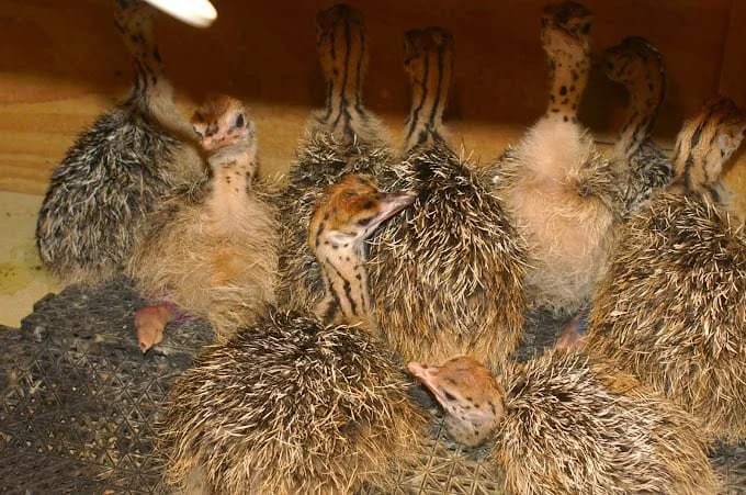 Ostrich