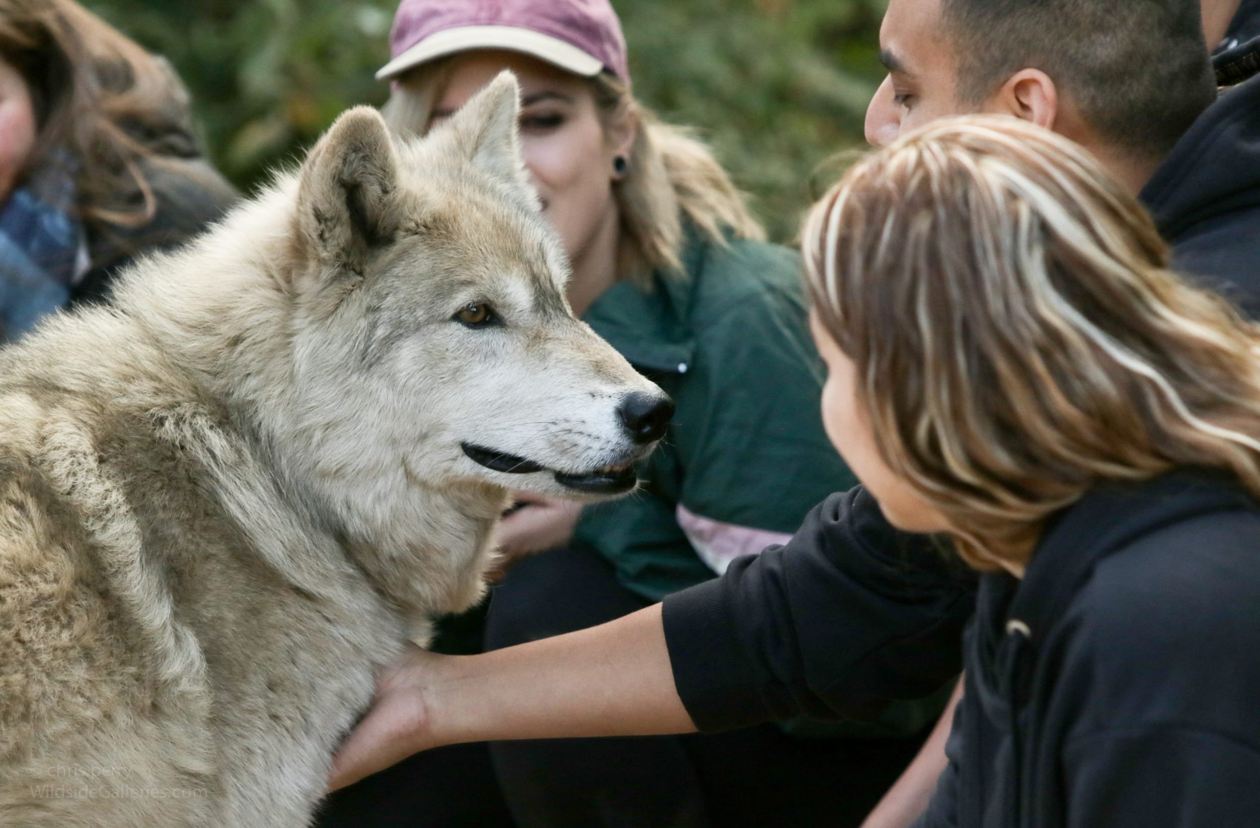 Wolf Connection 1