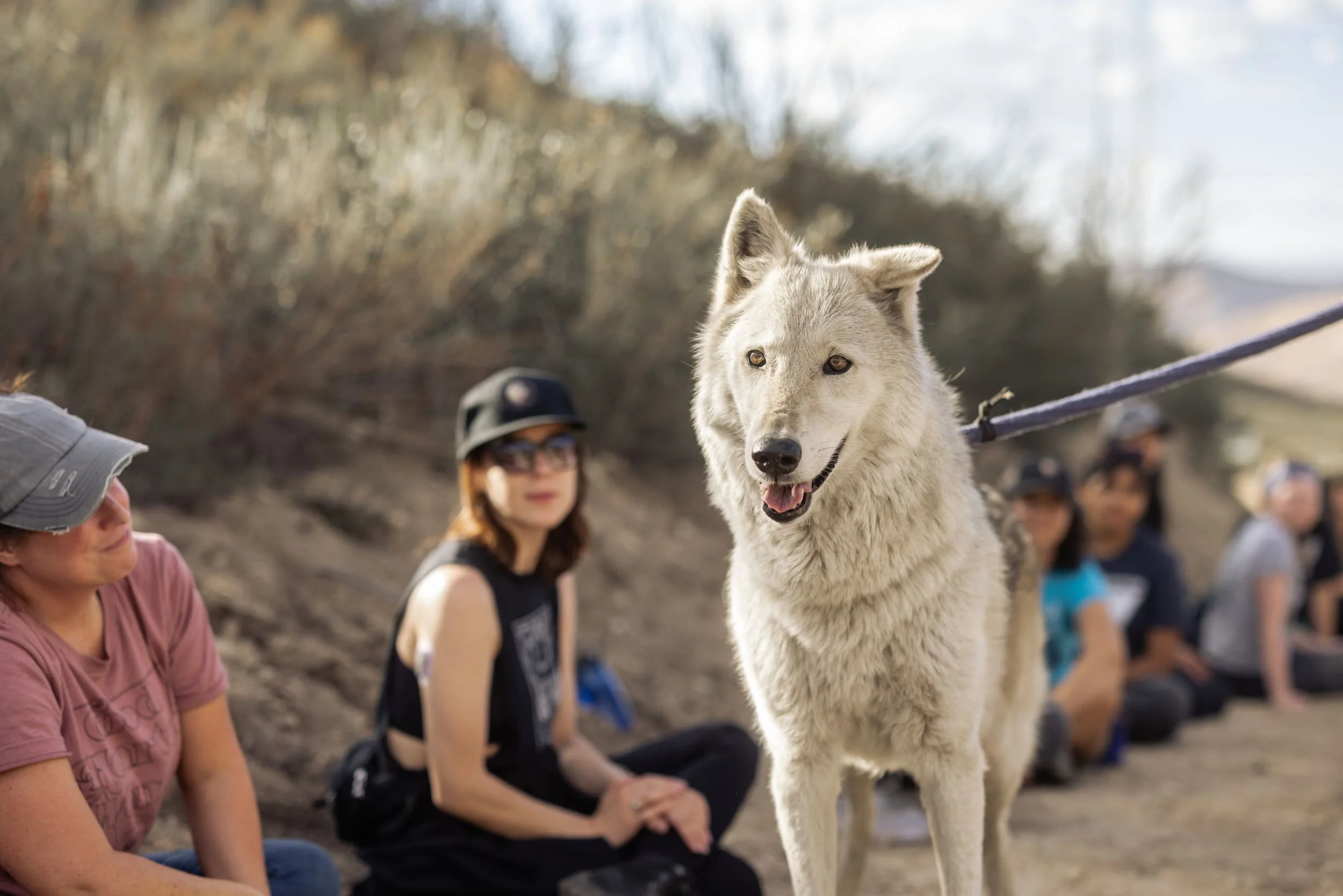Wolf Connection 2