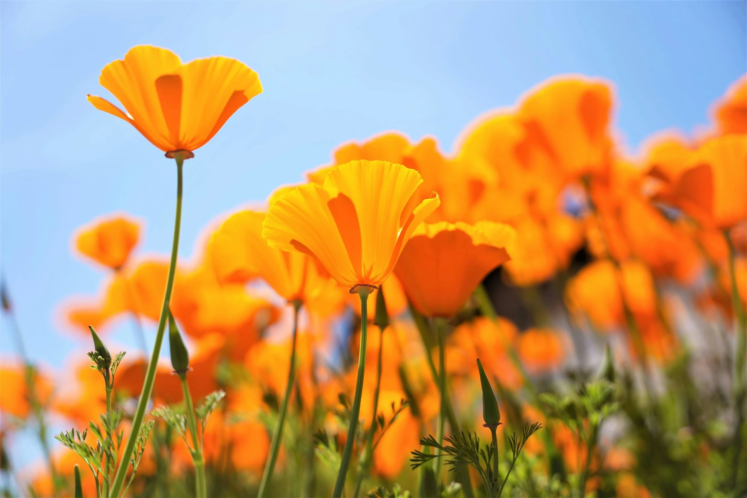 It's Poppy Season!