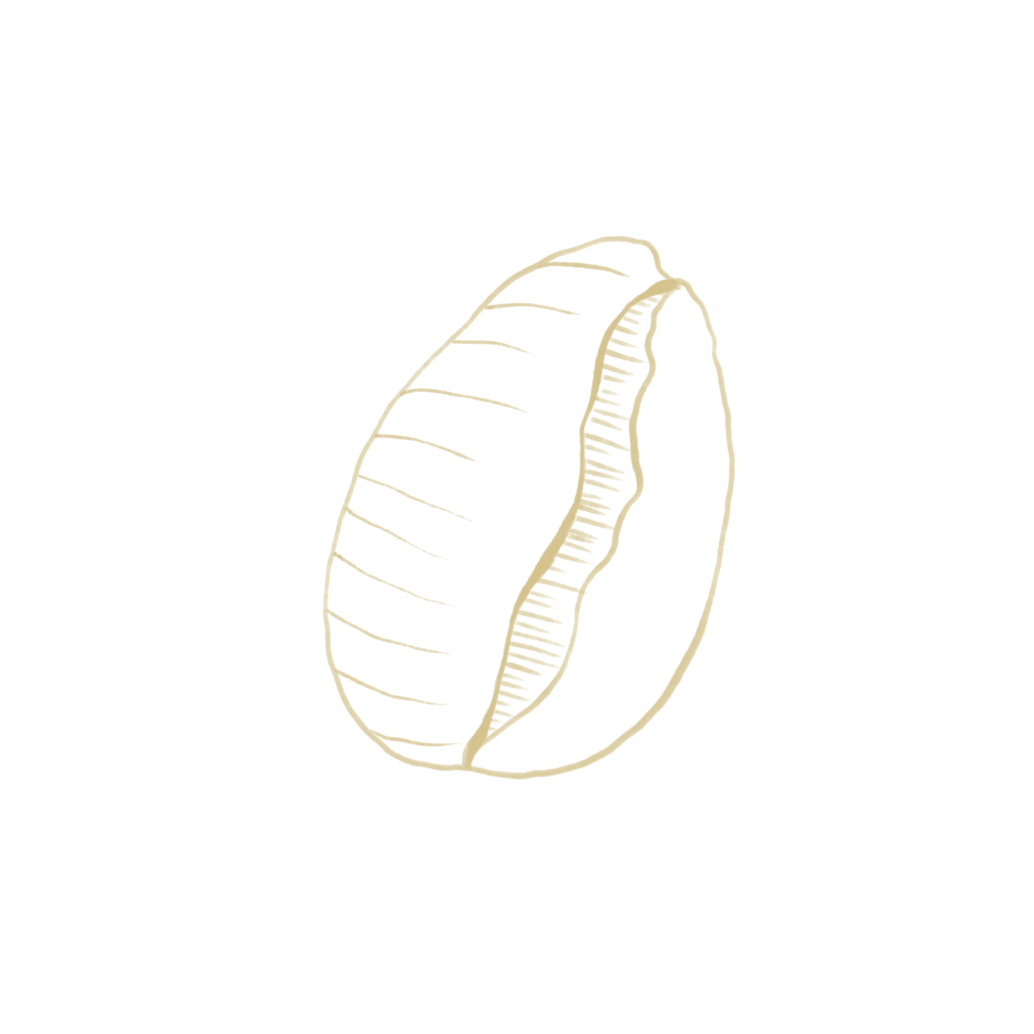 Gouden, gestileerde tekening van een schelp.