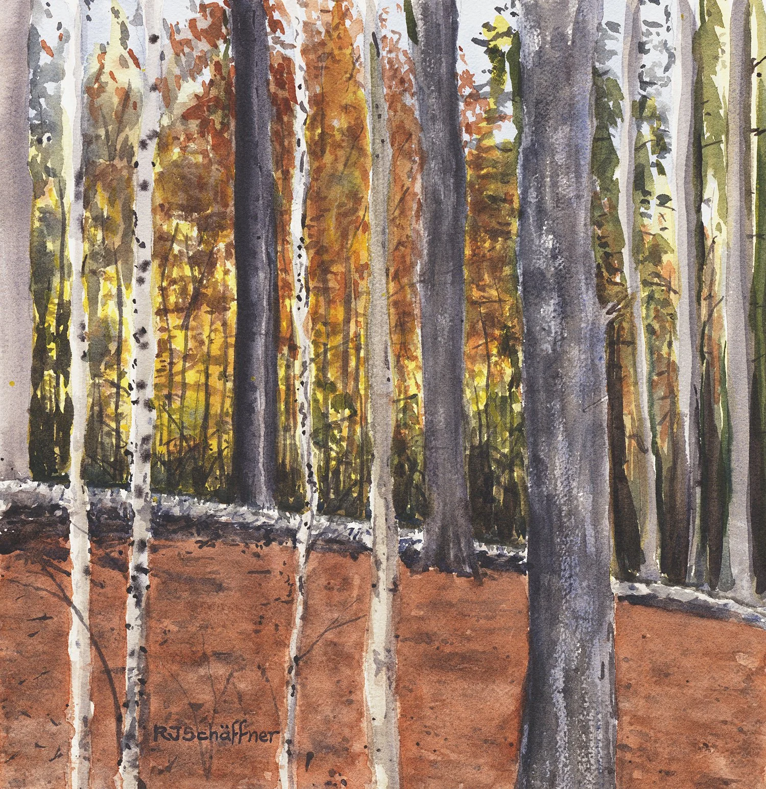 Fall in the Forest