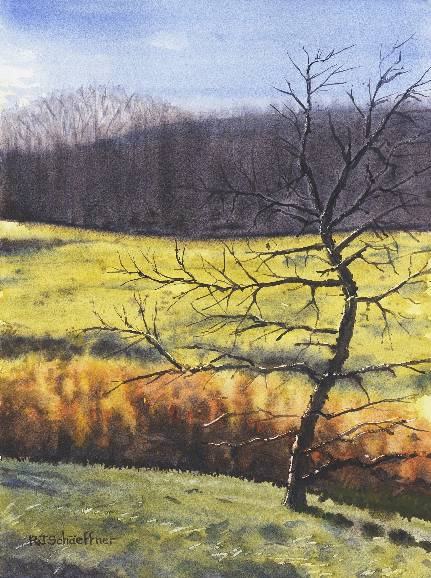 Evening Meadow