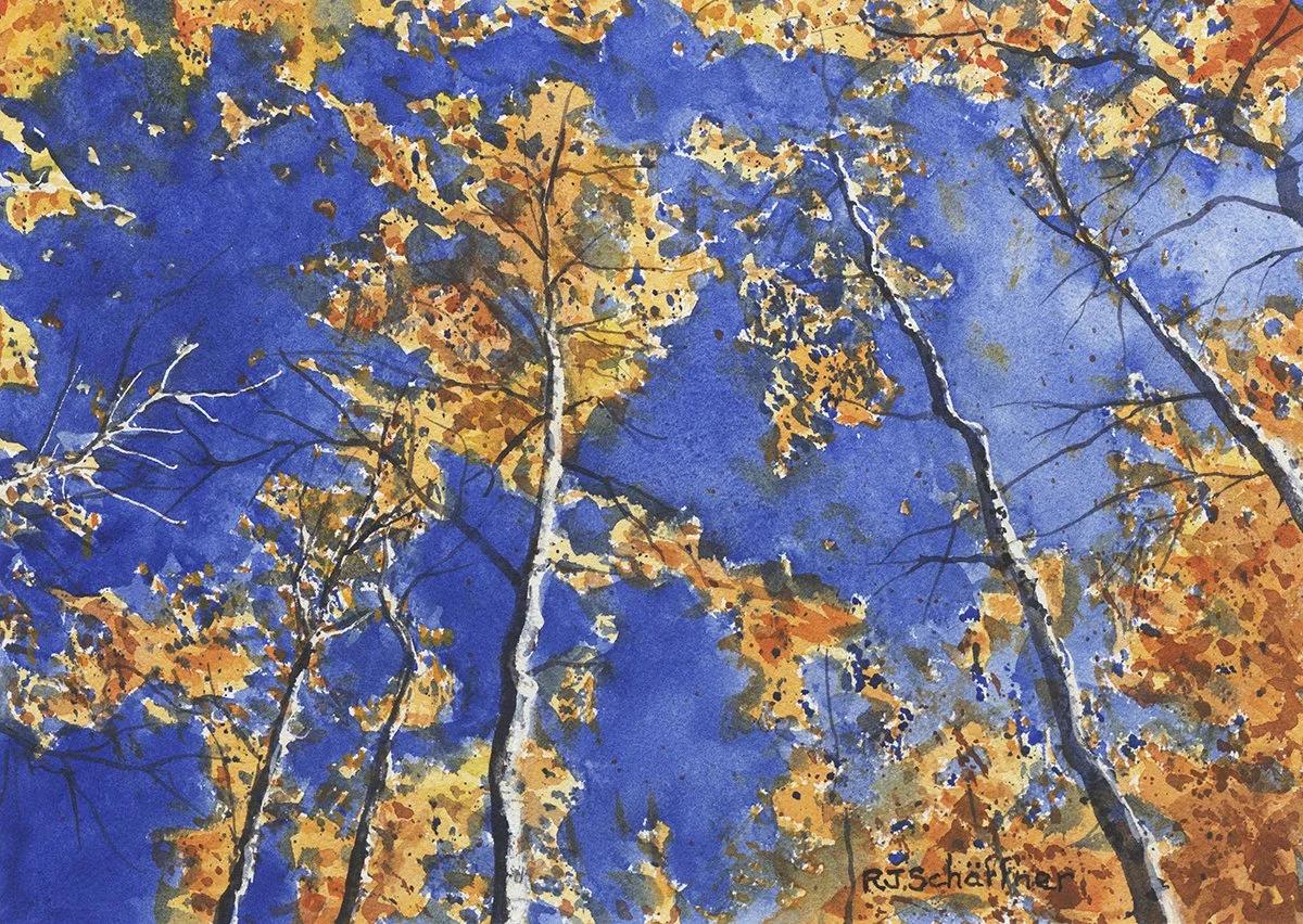 Aspen Canopy