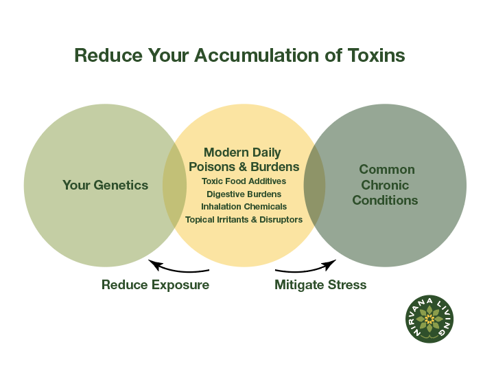 Diagram titled 'Reduce Your Accumulation of Toxins' showing three overlapping circles. The left circle labeled 'Your Genetics,' the right circle labeled 'Common Chronic Conditions,' and the center circle labeled 'Modern Daily Poisons & Burdens,' incl