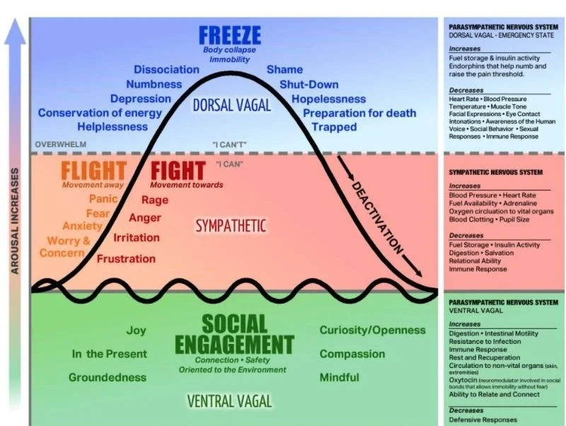 Diagram illustrating the human stress response phases: Social Engagement in green, Fight in red, Freeze in blue, and Deactivation. It details autonomic nervous system responses and effects on body functions.