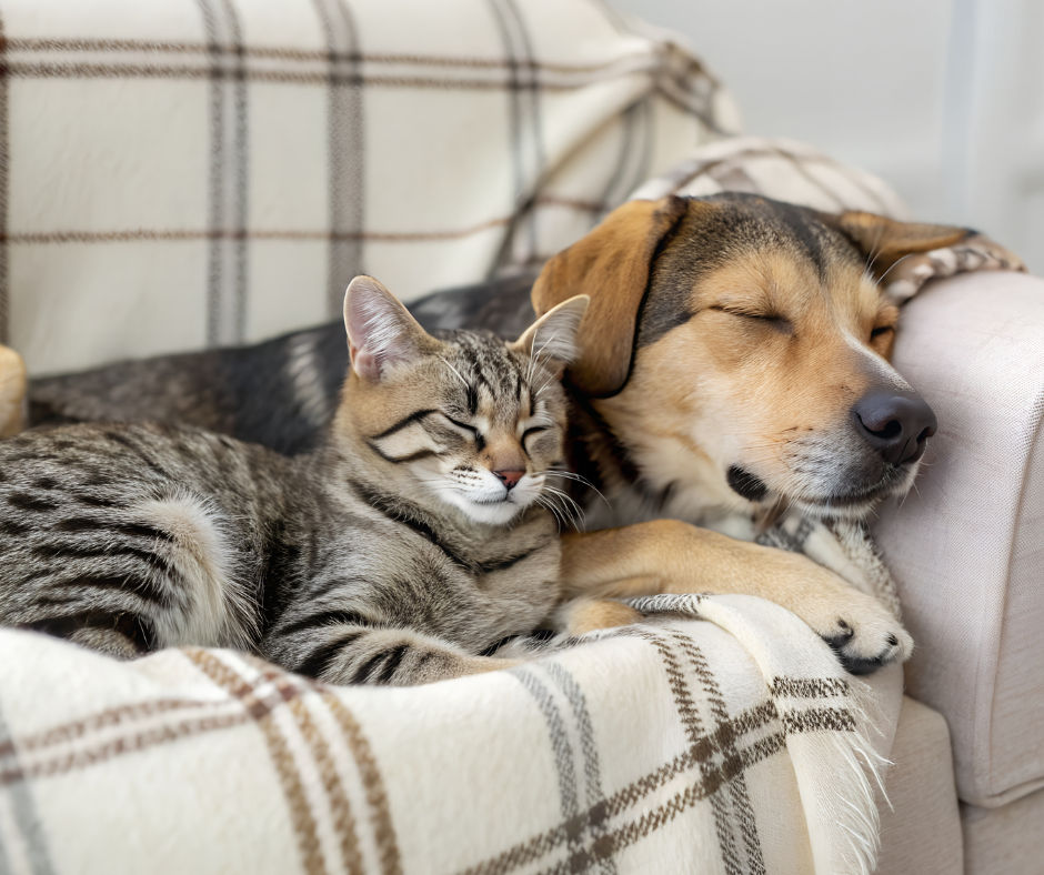 Bright Earth Wellness Co candle creating a calm, wellness-focused home environment