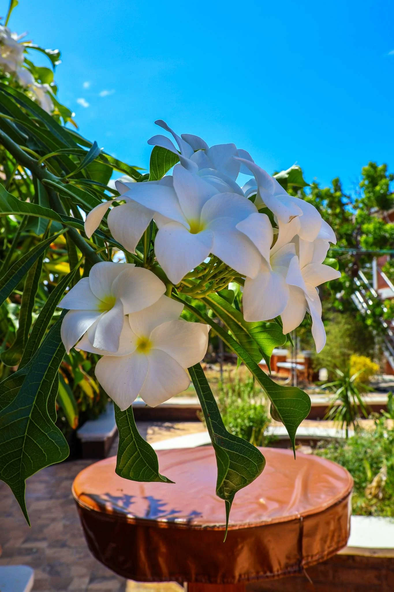 white-flowers.jpg