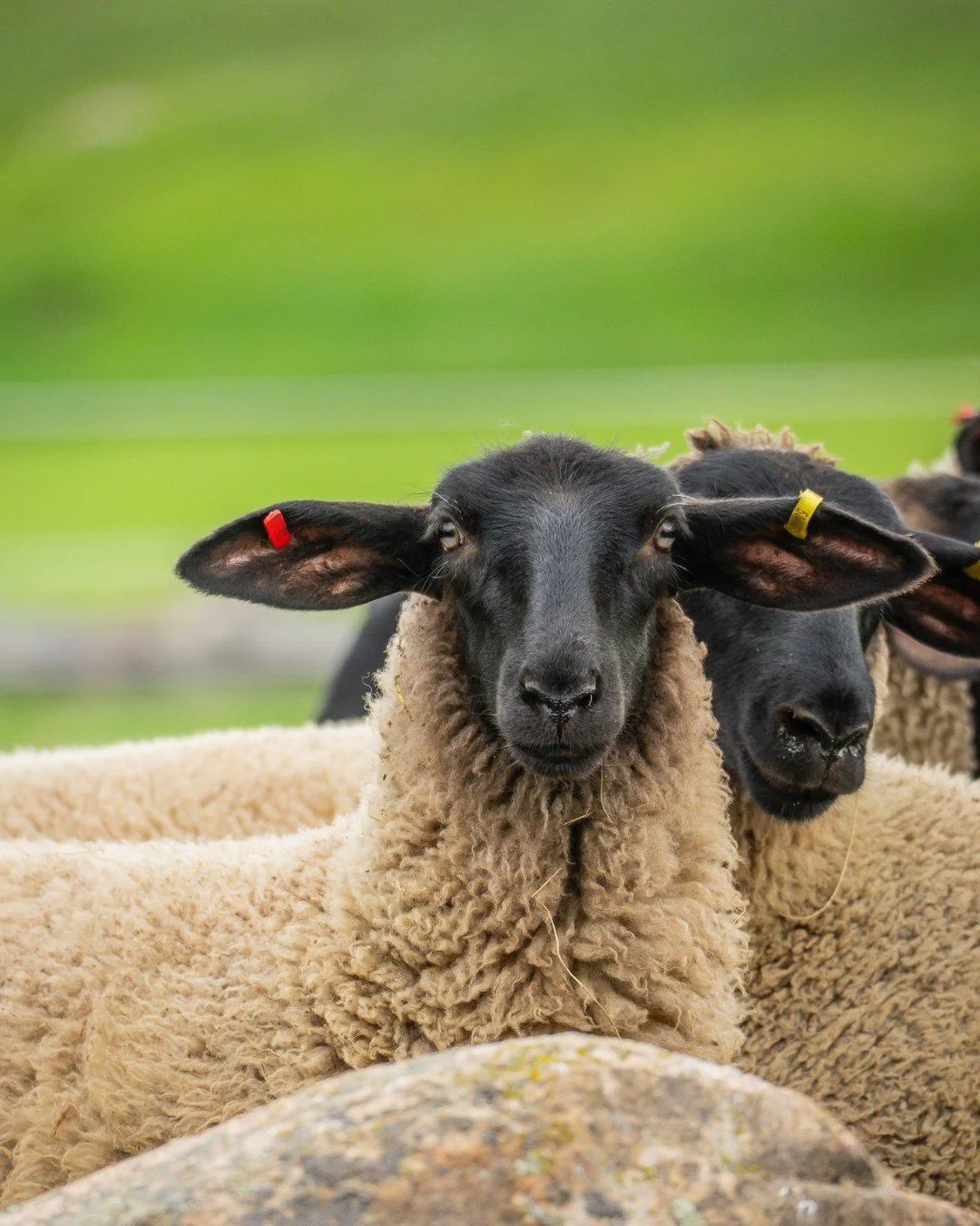 Another detail that adds to the charm. #TheBrush