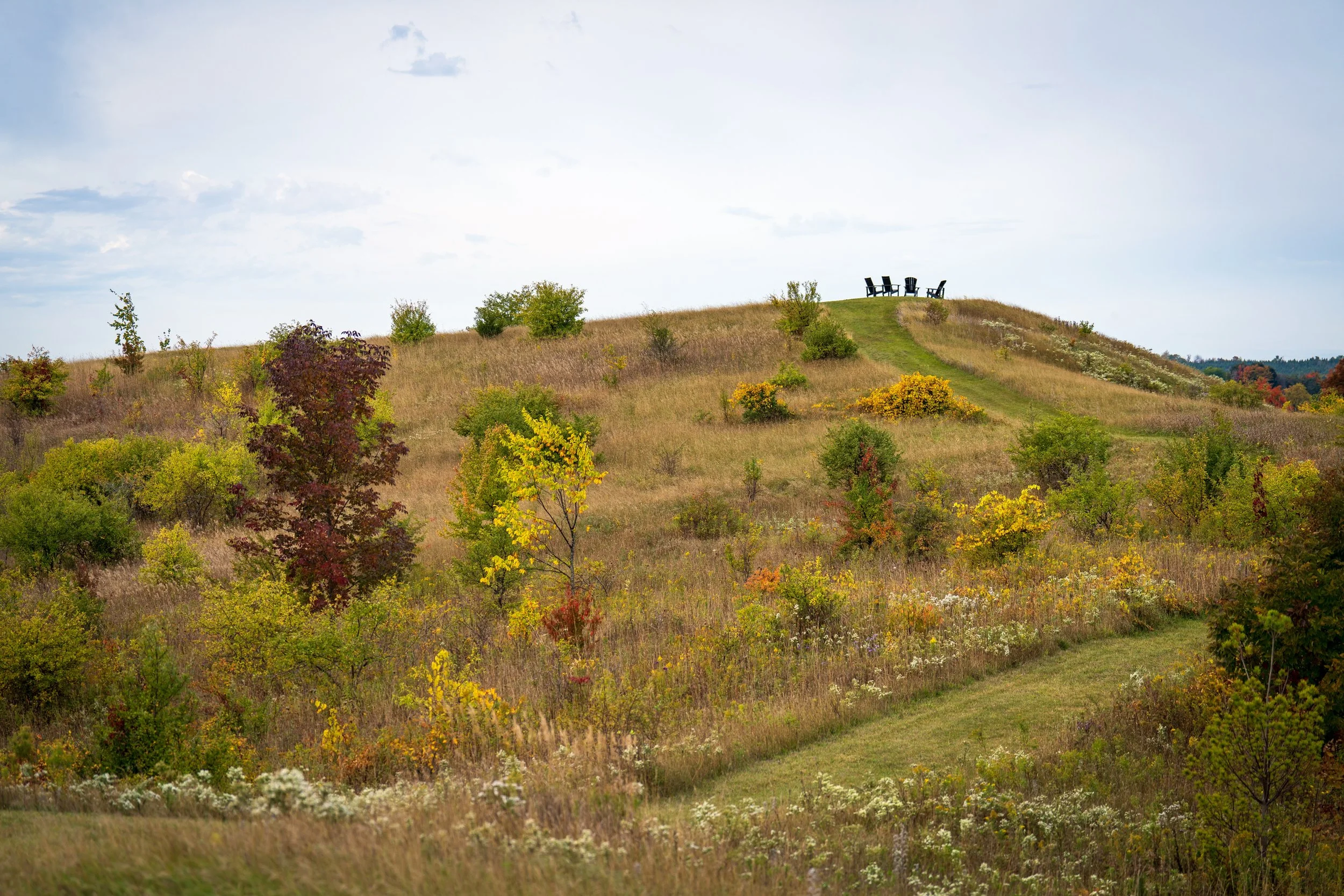A hill covered with grass, trees, and shrubs, with a pathway leading to a picnic area with chairs at the top of the hill under a cloudy sky.