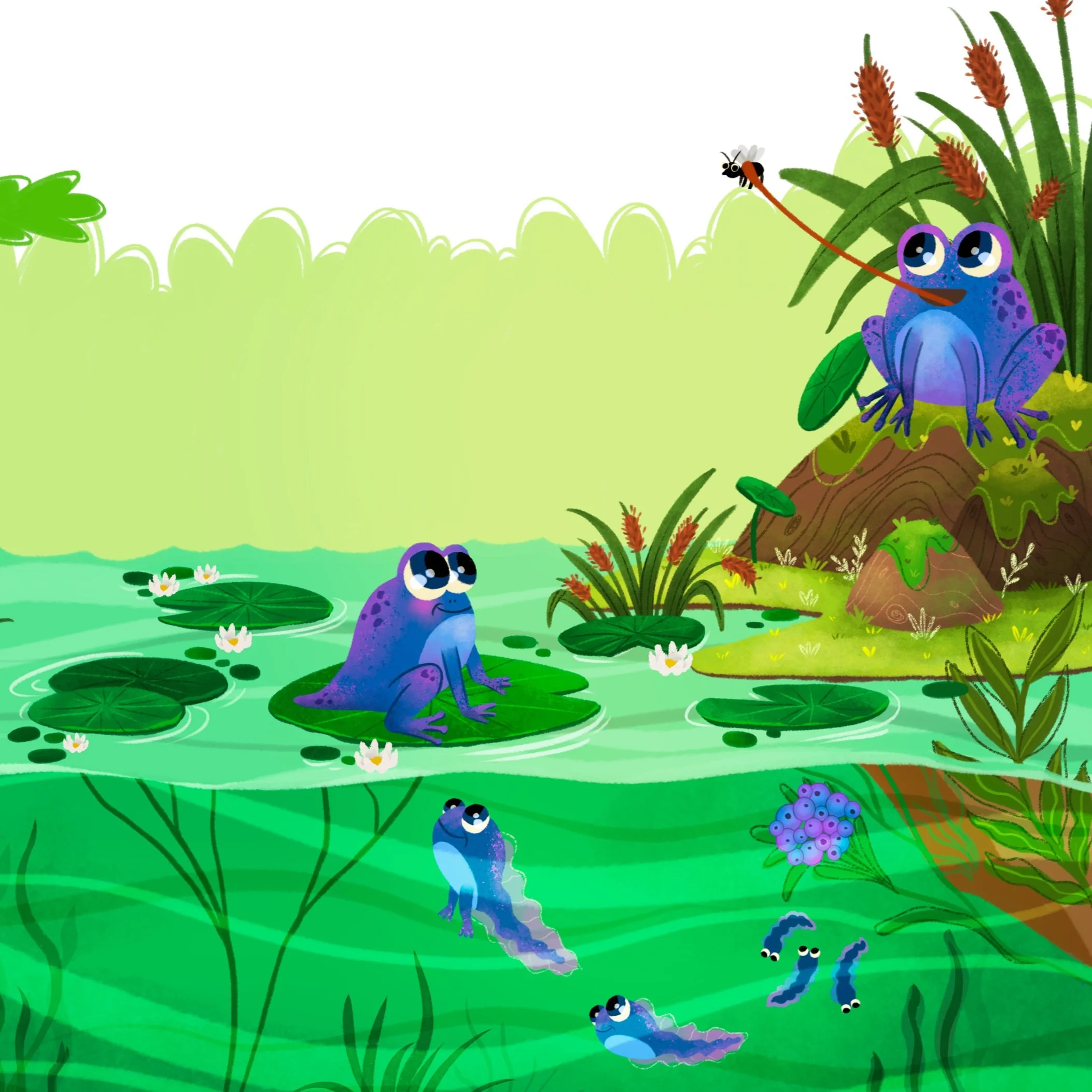 Frog life cycle