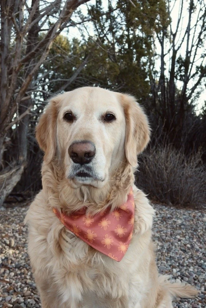 Good Boy Bandana Collar
