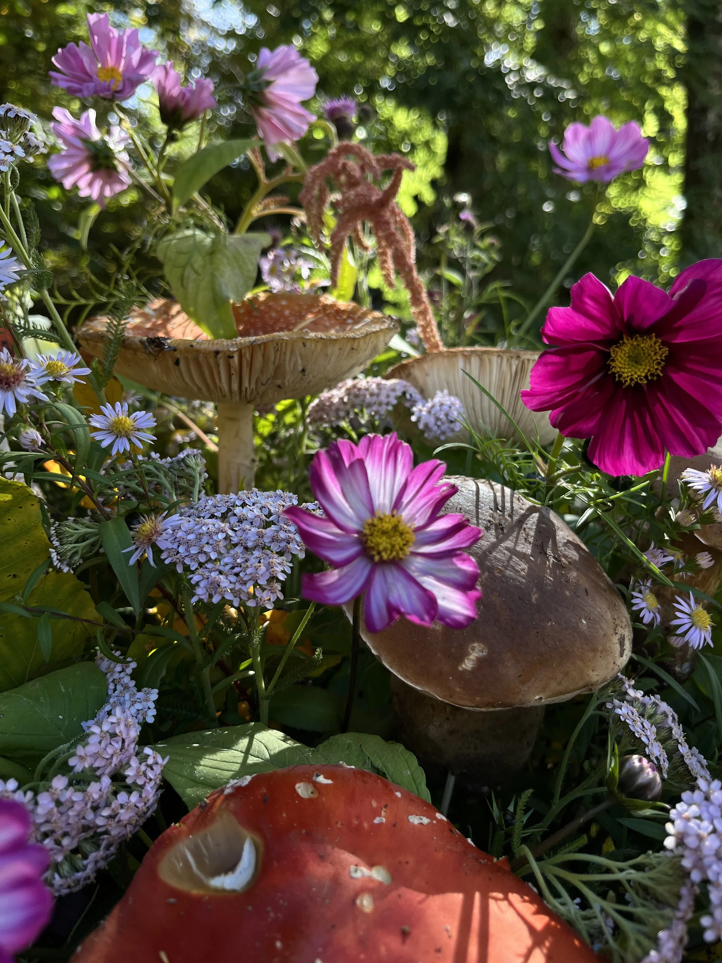 Champignons bruns entourés de fleurs de différentes couleurs, notamment roses, blanches et violettes, dans un jardin avec un fond de feuilles vertes et de lumière solaire.