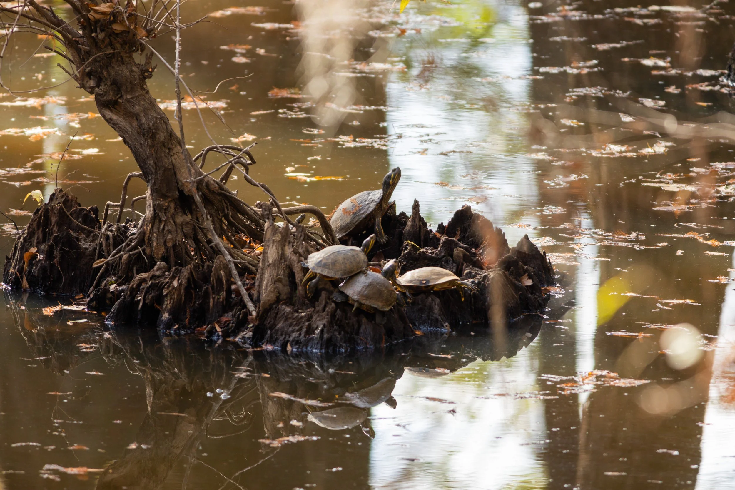 LeFleur's Bluff State Park