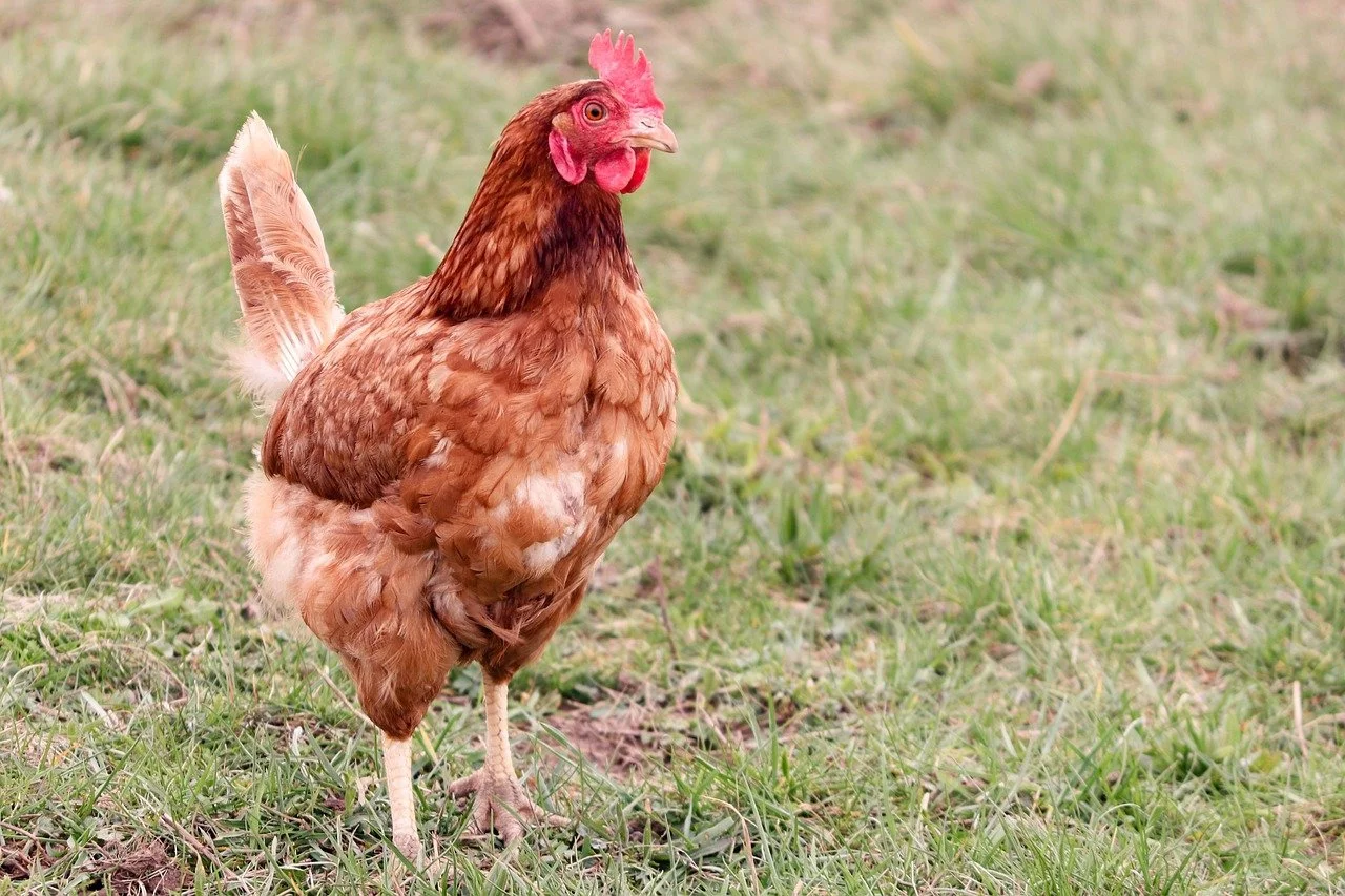 Una gallina de color marrón en un campo de pasto.