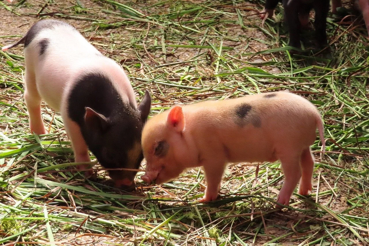 Dos cerditos pequeños, uno negro y blanco y otro rosado, olfateando en un campo lleno de pasto y tierra.