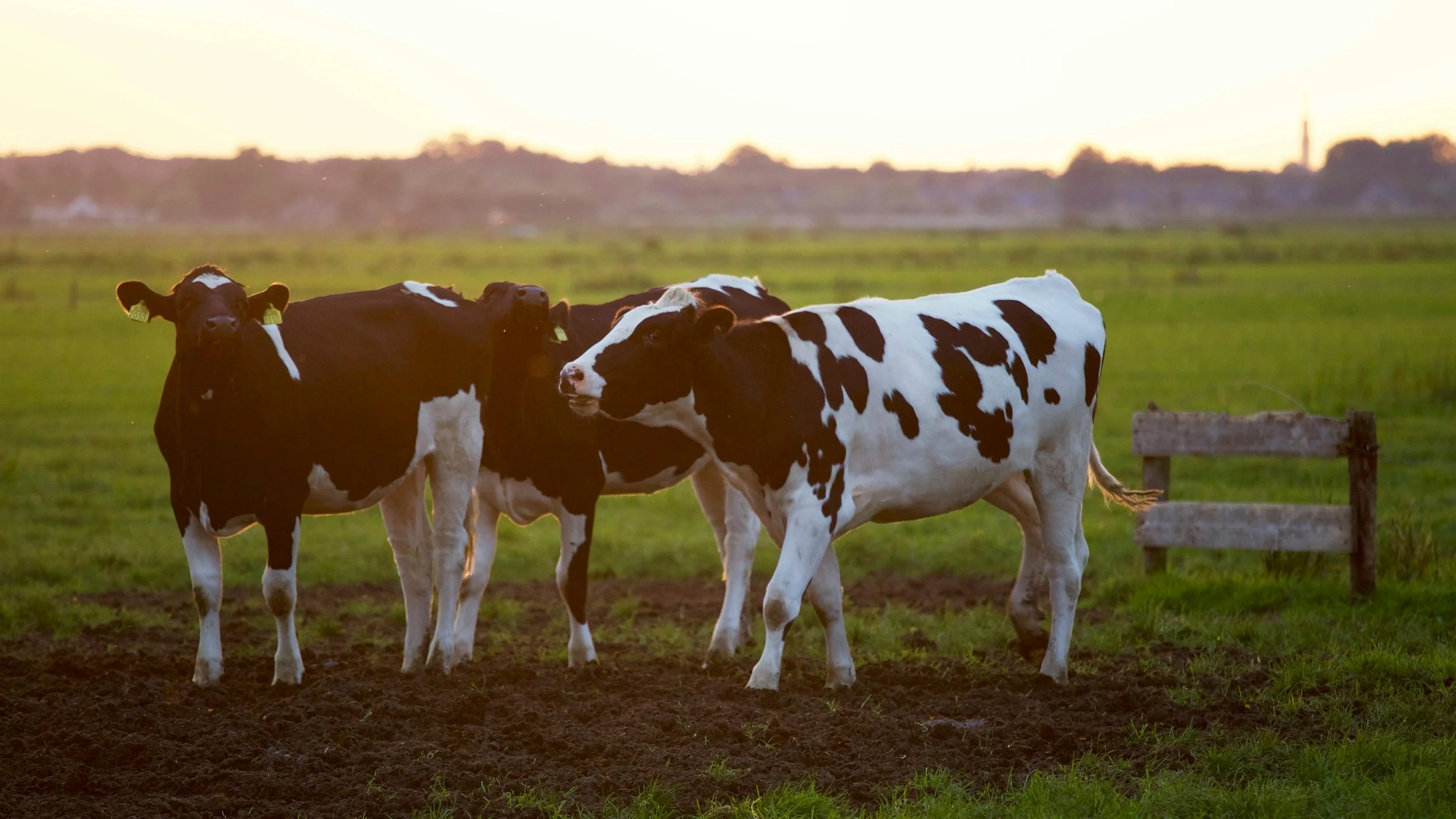 Tres vacas negras y blancas en un campo con paisaje al atardecer.