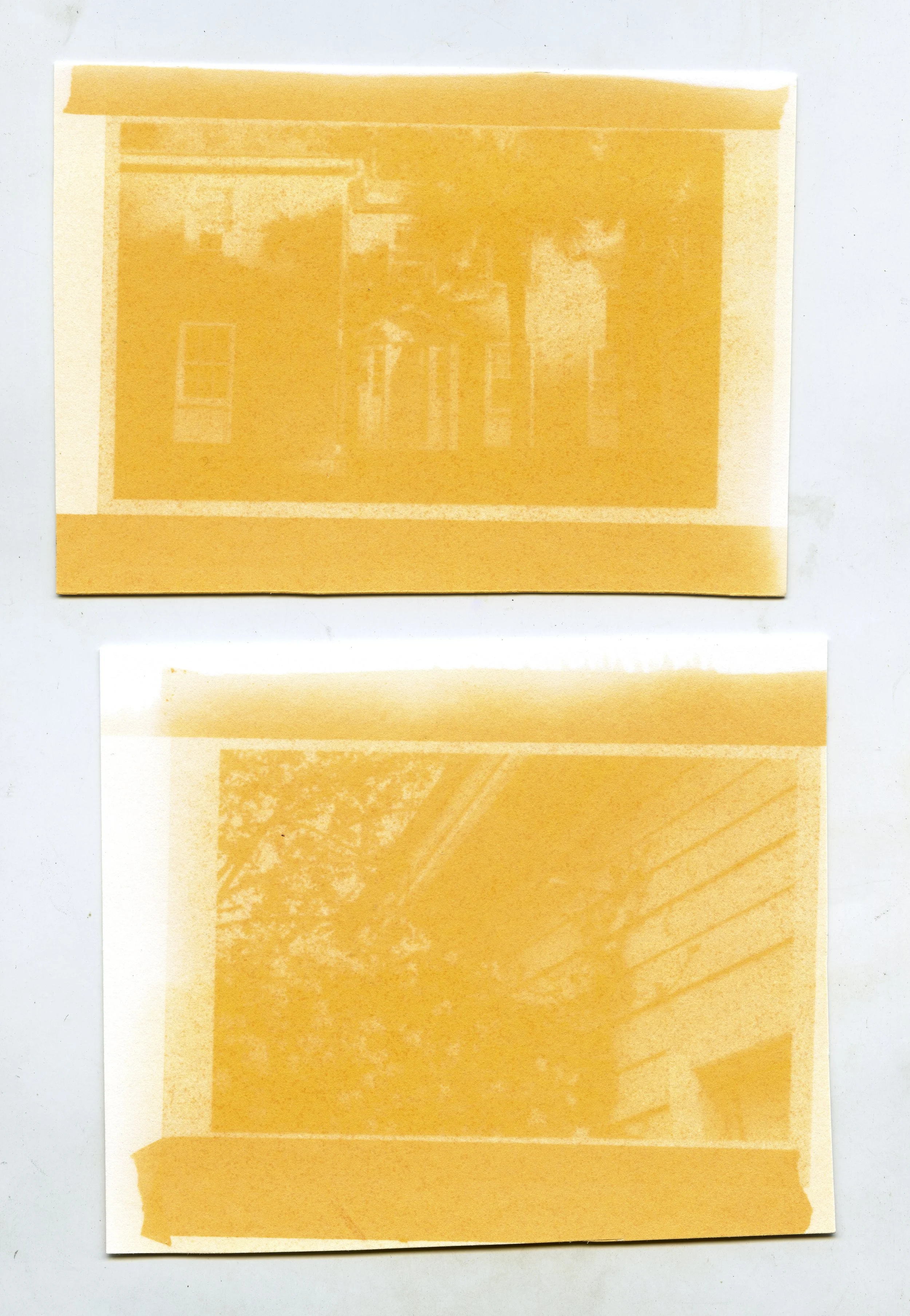 Anthotype. May 2025